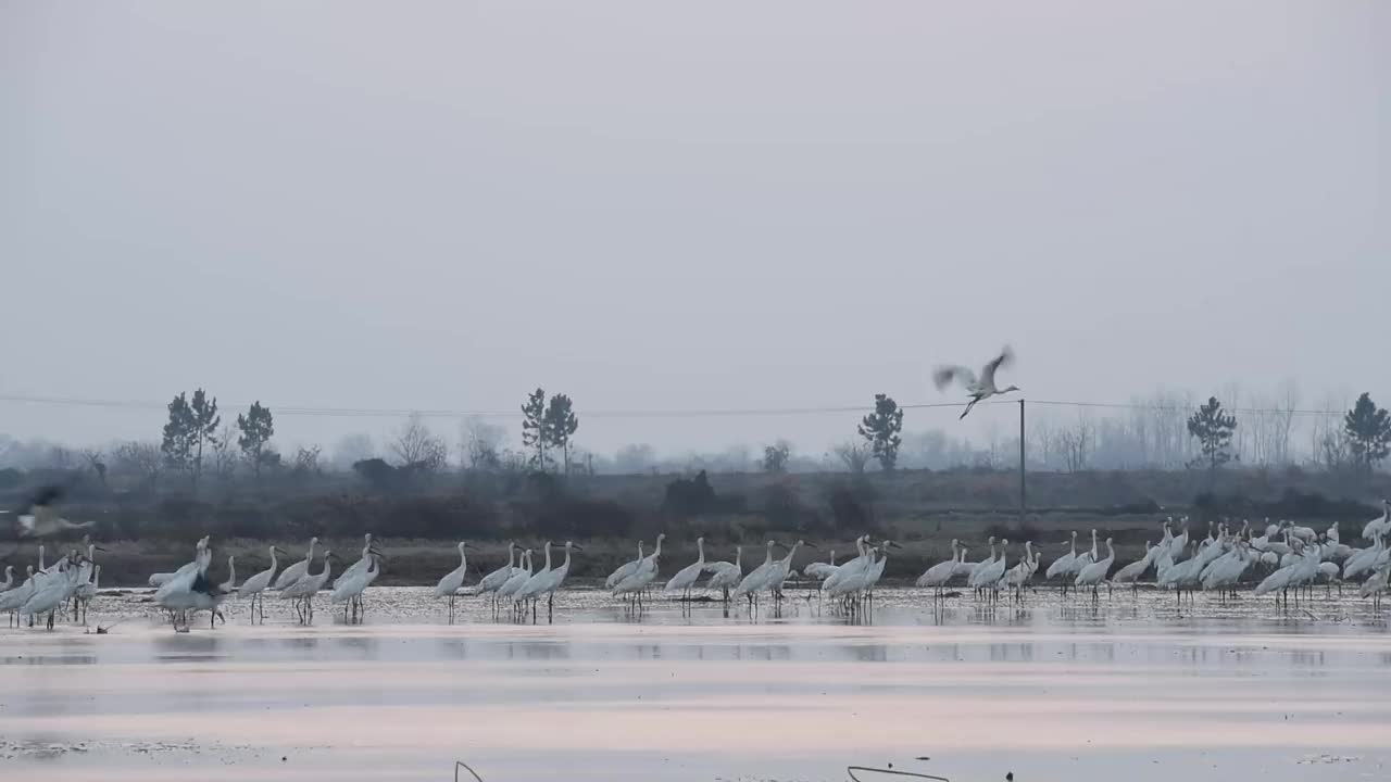 中国江西省南昌市，冬天五星农场荷塘里的大雁视频素材