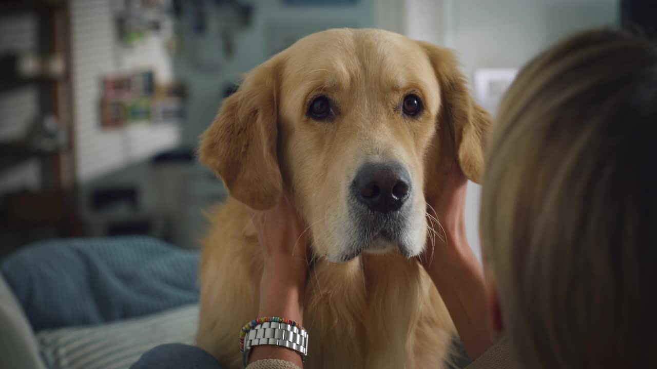 金毛猎犬的肖像得到宠物和抓痕从他的女主人。年轻女子在家里抱着她可爱的宠物，和他亲密交谈。超级快乐的狗狗在客厅。视频素材