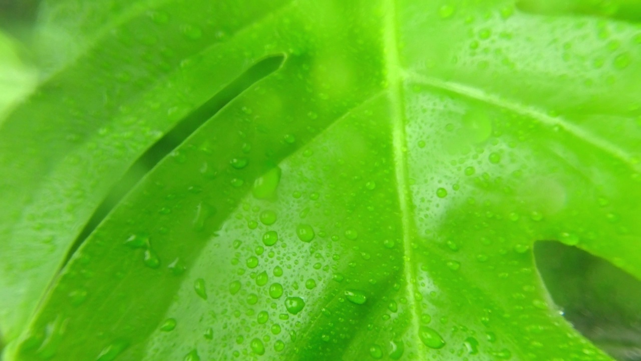 雨水滴落在丛林的绿叶上。有选择性的重点。雨水滴落在绿叶上。夏天的雨落在新鲜的绿叶上。放松和冥想的概念。视频素材