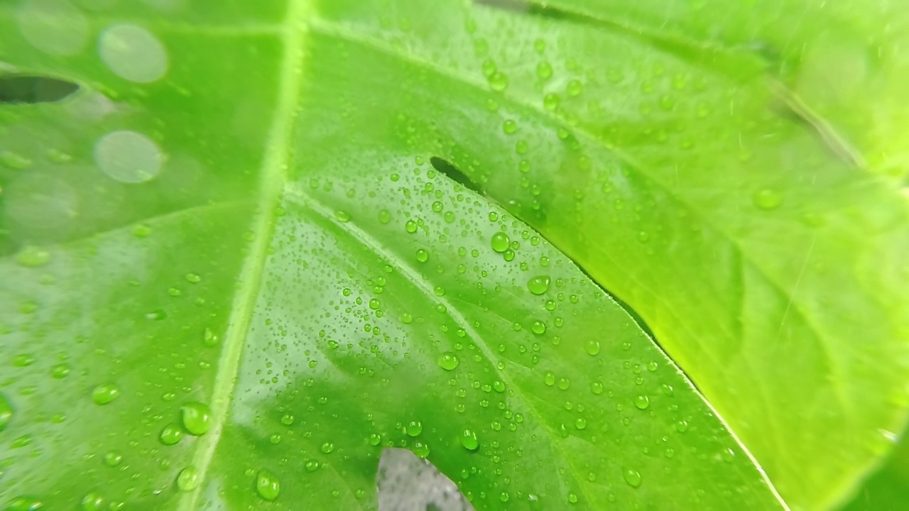 雨水滴落在丛林的绿叶上。有选择性的重点。雨水滴落在绿叶上。夏天的雨落在新鲜的绿叶上。放松和冥想的概念。视频素材