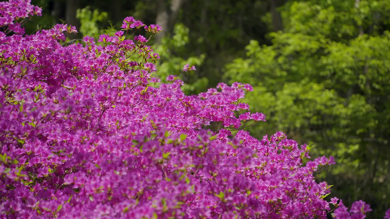 杜鹃花(Rhododendron schlippenbachii)自然风光/韩国视频素材