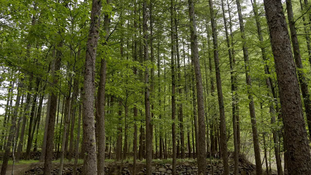 森林和树木的自然风光/韩国江原道洪川郡视频素材