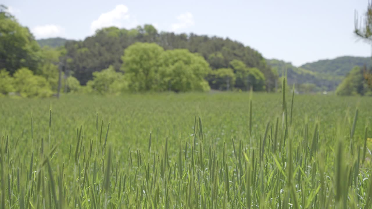 草料麦田和草料草场的自然风光/韩国视频素材