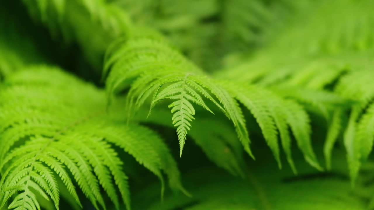 热带森林中的绿色新鲜蕨类树叶。特写镜头。抽象的纹理绿色植物。有选择性的重点。视频素材