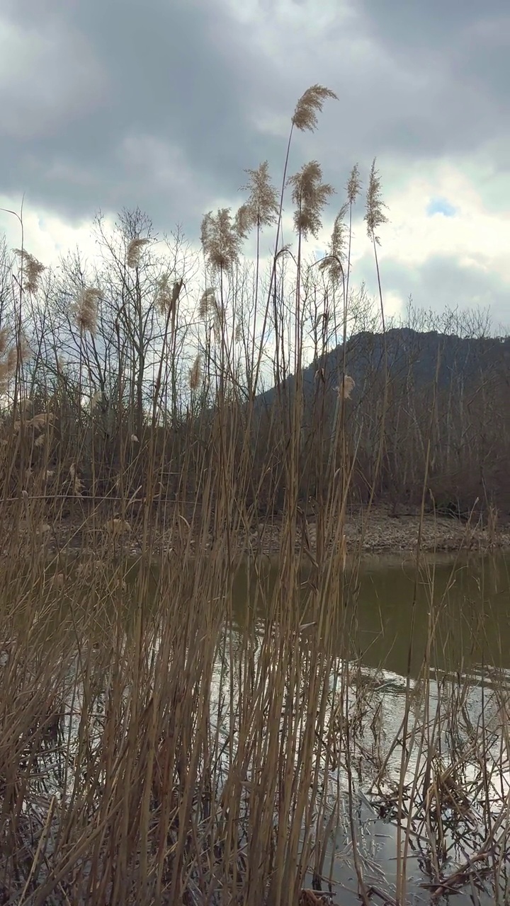 湖泊和芦苇视频素材