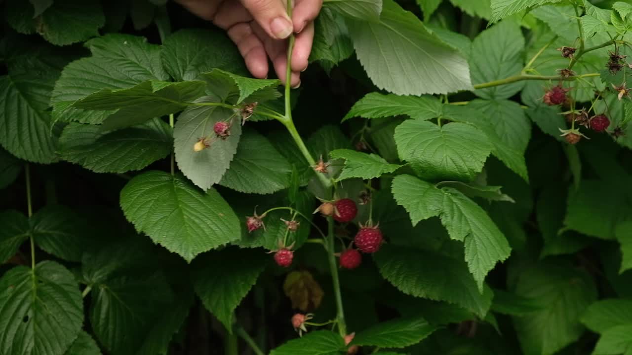 一位上了年纪的园丁正在花园里摘覆盆子。家庭，菜园。视频素材