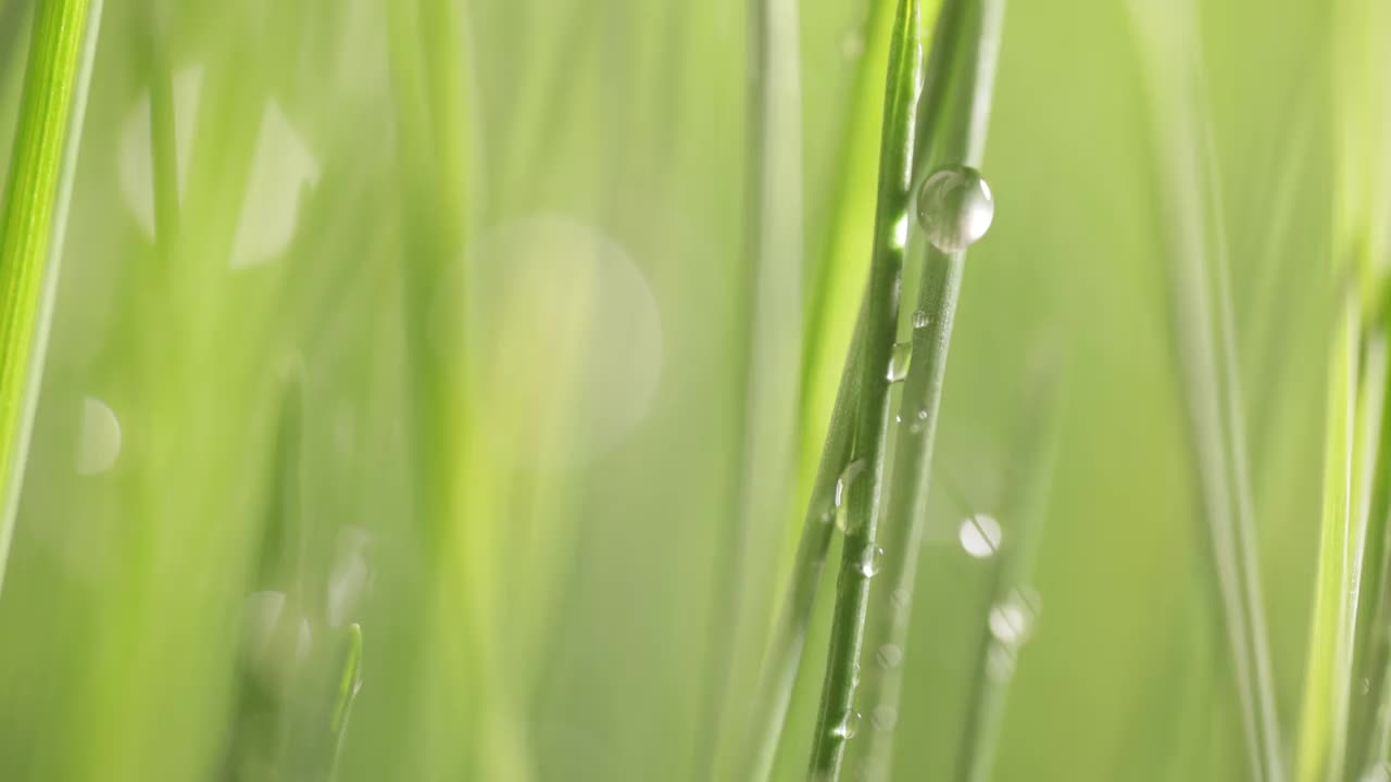 绿草特写超微距拍摄。视频素材