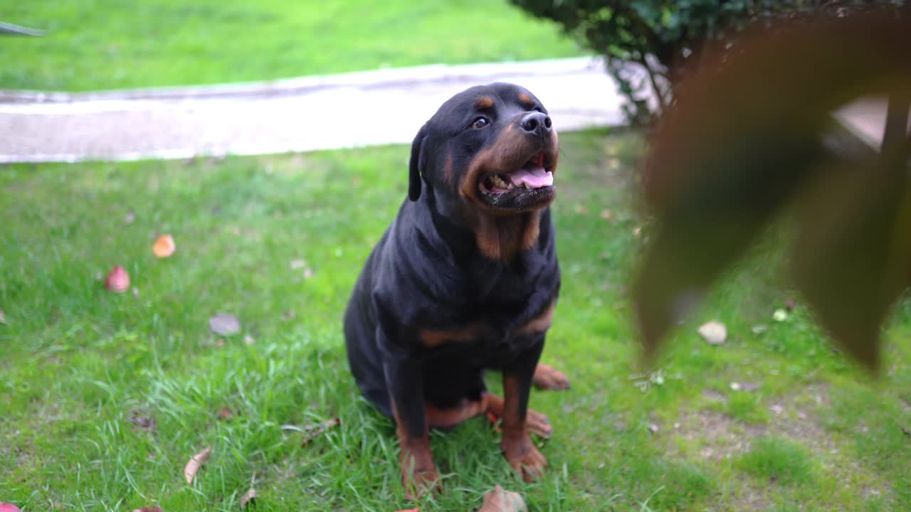 黑色严肃的罗威纳犬坐在花园的树下看着镜头，可爱的家养宠物在户外放松视频素材