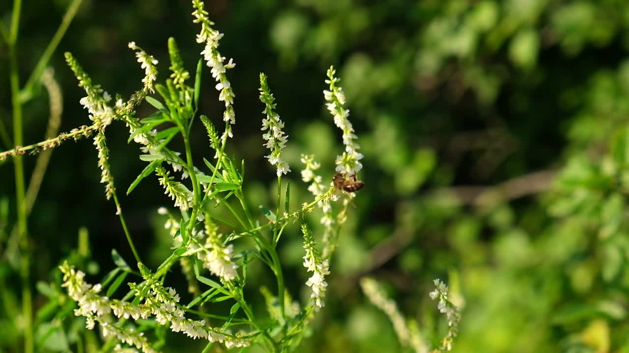 蜜蜂在白色的花朵上。蜜蜂在盛开的树枝上采集花蜜和花粉。绣线菊花的特写。飞翔的蜜蜂在春天阳光明媚的日子里为花朵授粉。动物、昆虫、野生动物视频素材