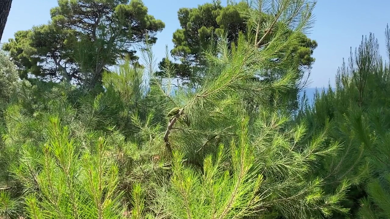 森林里的松树。视频素材