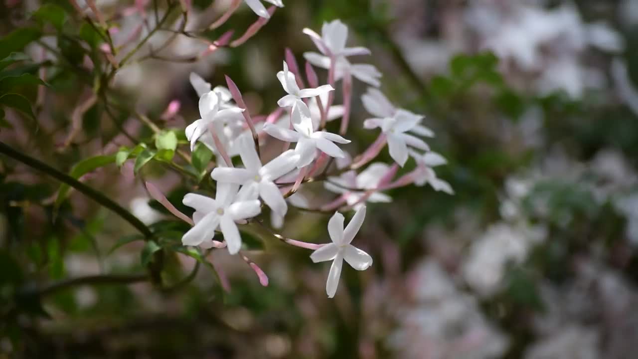 花园里的茉莉花。视频素材