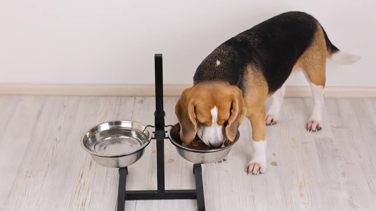 一只比格犬正在吃宠物碗里的干粮。完全由脱水肉制成的干粮。视频素材