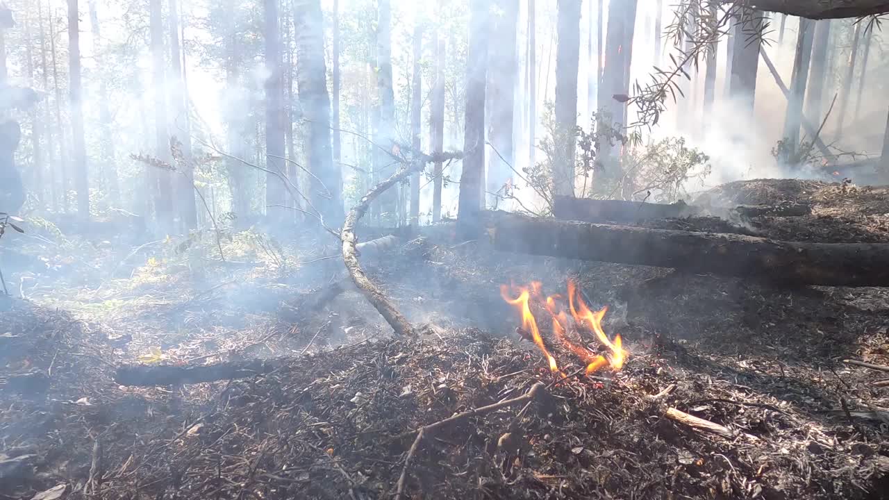 森林大火近距离观察。森林砍伐和全球变暖的概念。森林野火灾害，干灌木燃烧，火灾原因，生态，地球，气候变化，空气污染。视频素材