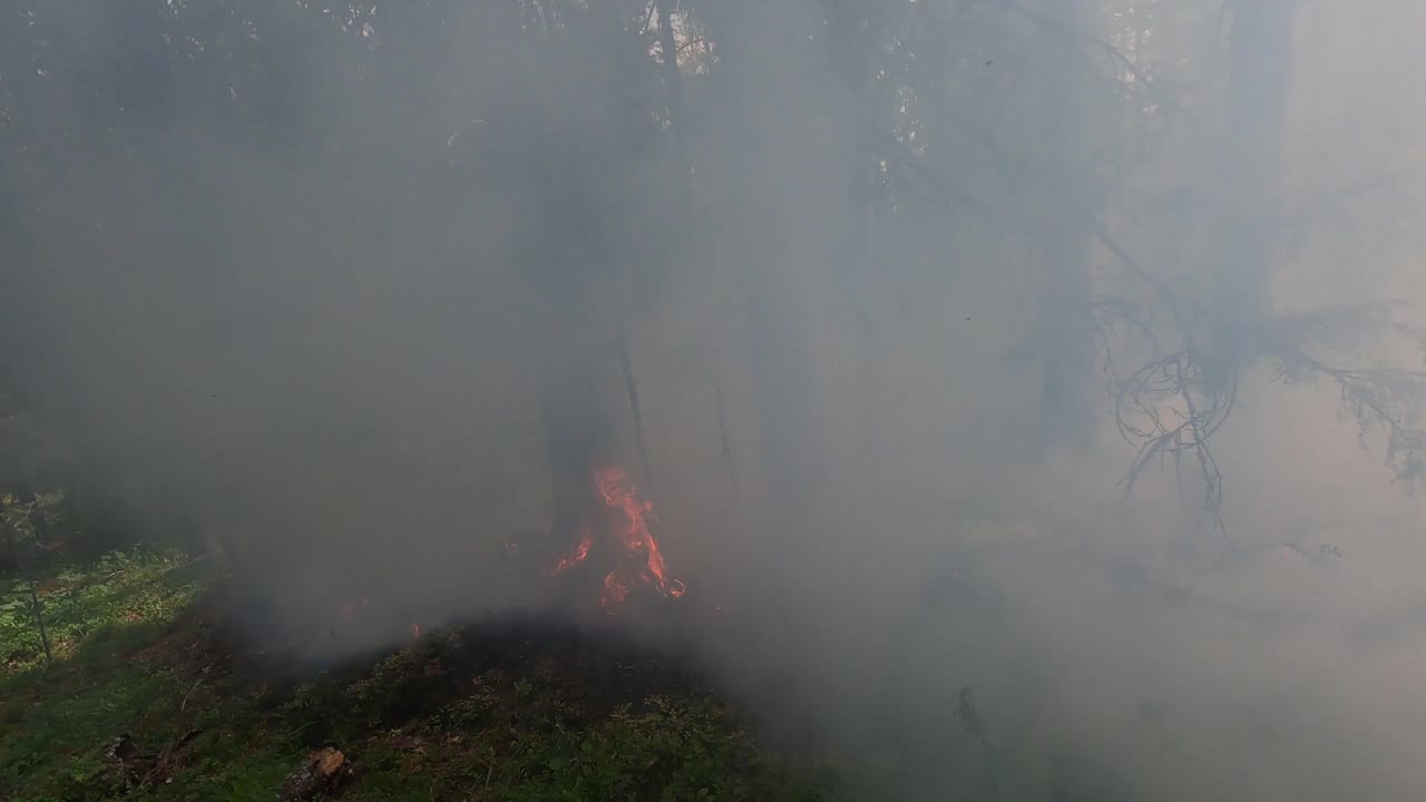 野火近景。森林砍伐和全球变暖的概念。森林野火灾害、干灌木燃烧、火灾原因、生态、气候变化、空气污染。消防员在烟雾中工作视频下载