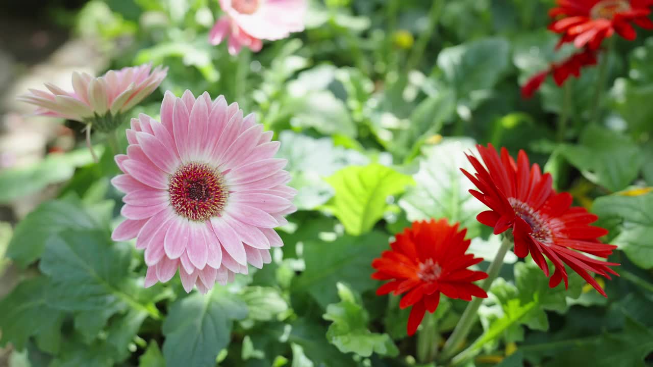 人类的手轻轻地触摸花瓣的粉红色非洲菊盛开在植物园。视频素材