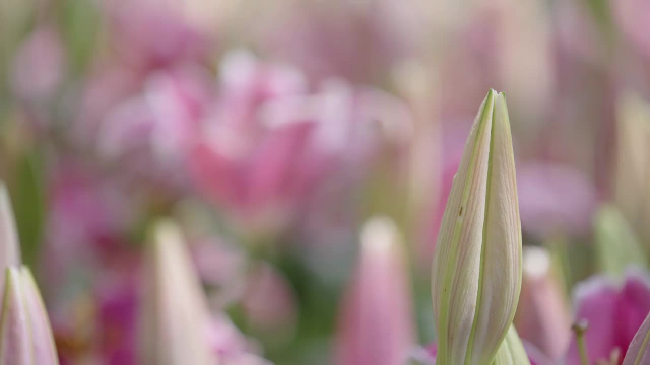 特写的绿色百合花蕾在粉红百合花坛在一个农业领域，然后将焦点转移到一个盛开的粉红百合在后面。视频素材