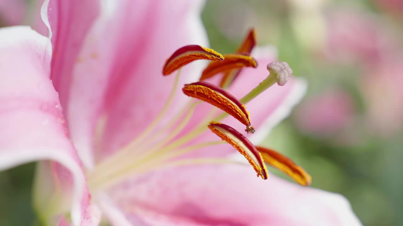 粉红色百合的棕色和橙色雄蕊特写，上面有一只小蜜蜂传粉，然后在公园里飞走了。视频素材