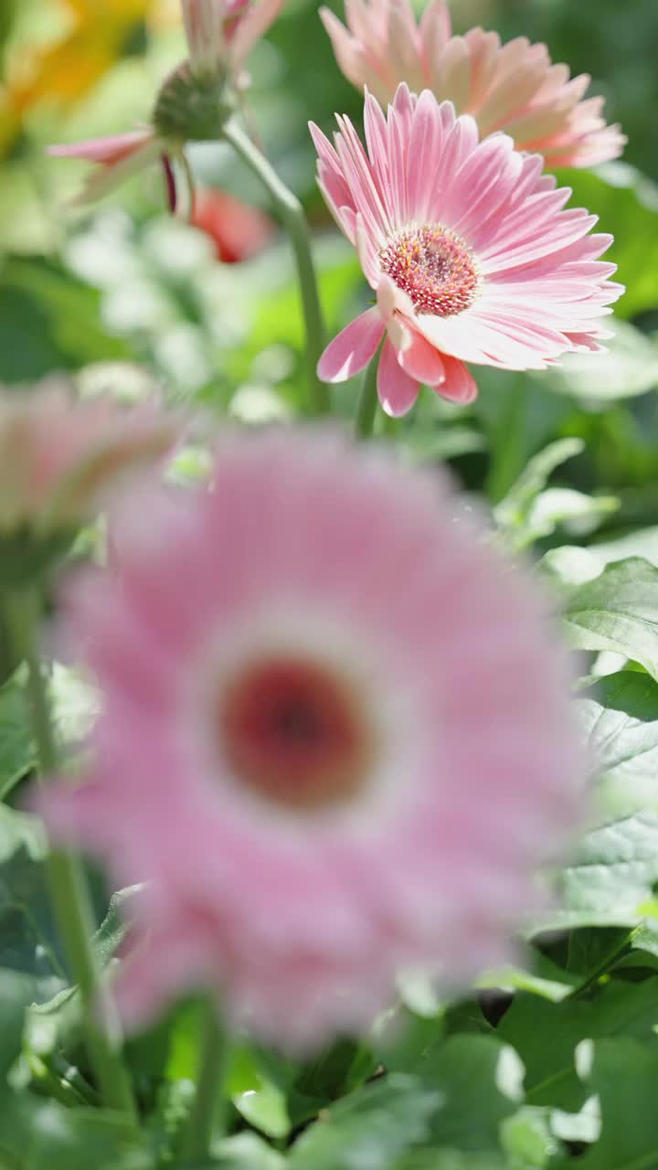 前面模糊的粉红色非洲菊花，同时关注后面的其他非洲菊花，然后切换到关注前景，前面的粉红色非洲菊花变得非常清晰。视频素材