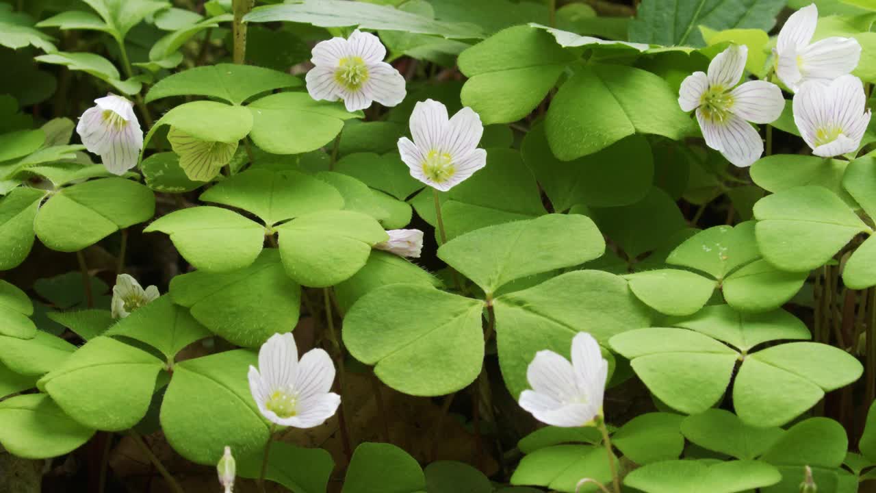 酢浆草(酢浆草或普通酢浆草)视频素材