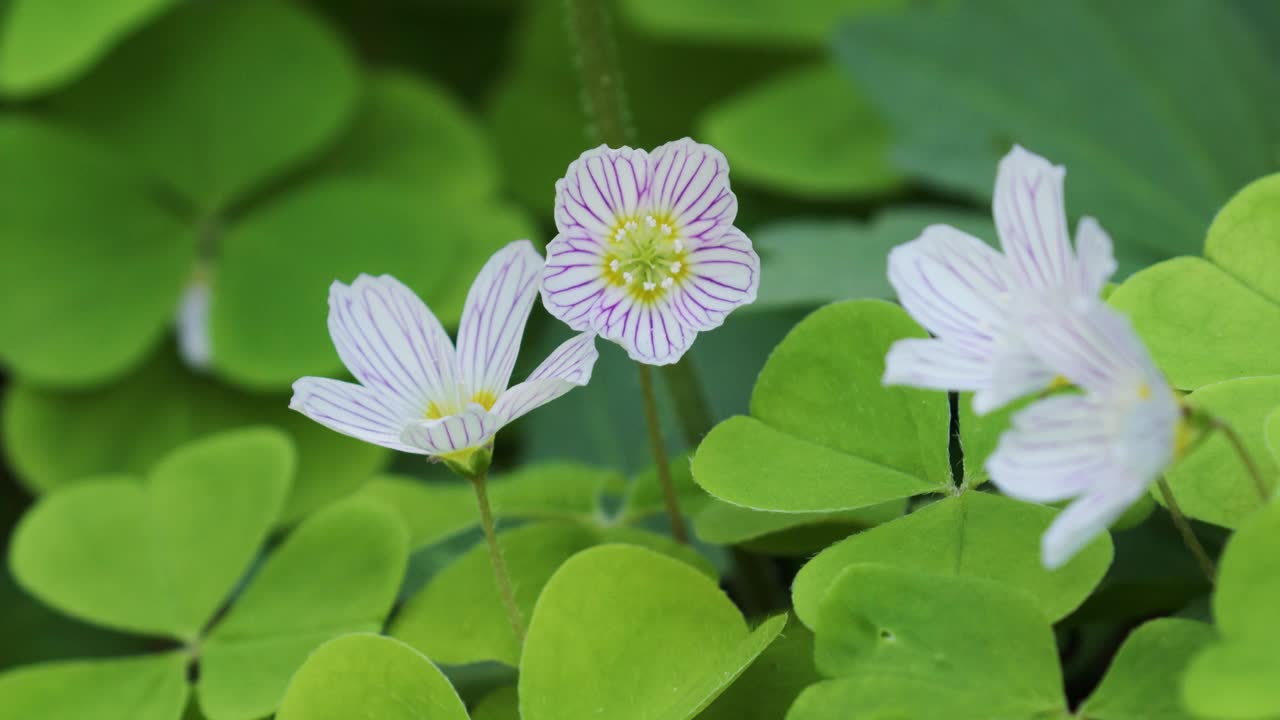 酢浆草(酢浆草或普通酢浆草)视频素材