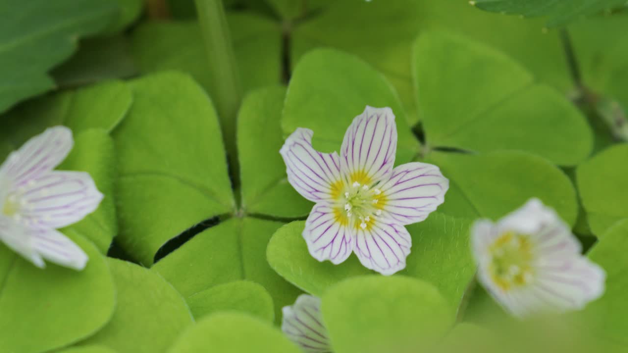 酢浆草(酢浆草或普通酢浆草)视频素材