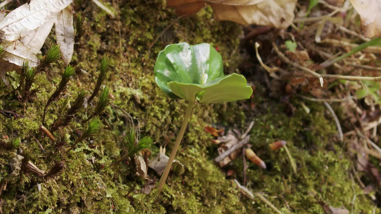 山毛榉，欧洲山毛榉或普通山毛榉在森林地面上的树苗视频素材