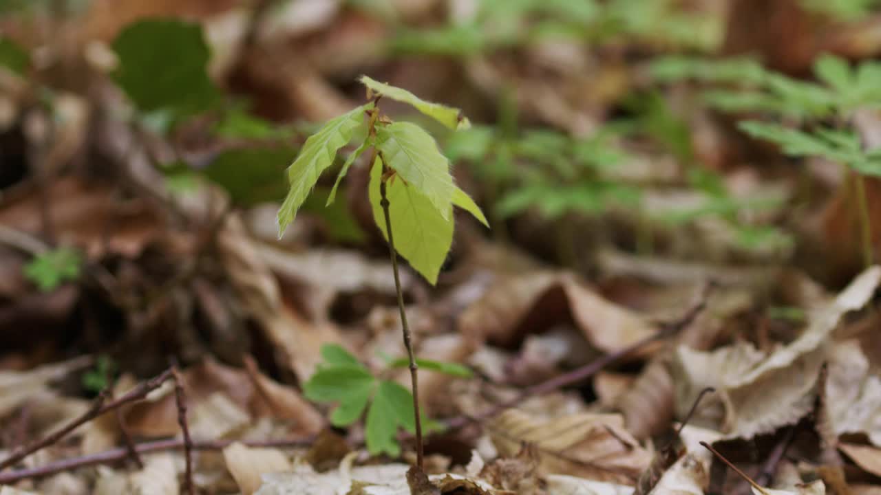 山毛榉，欧洲山毛榉或普通山毛榉在森林地面上的树苗视频素材