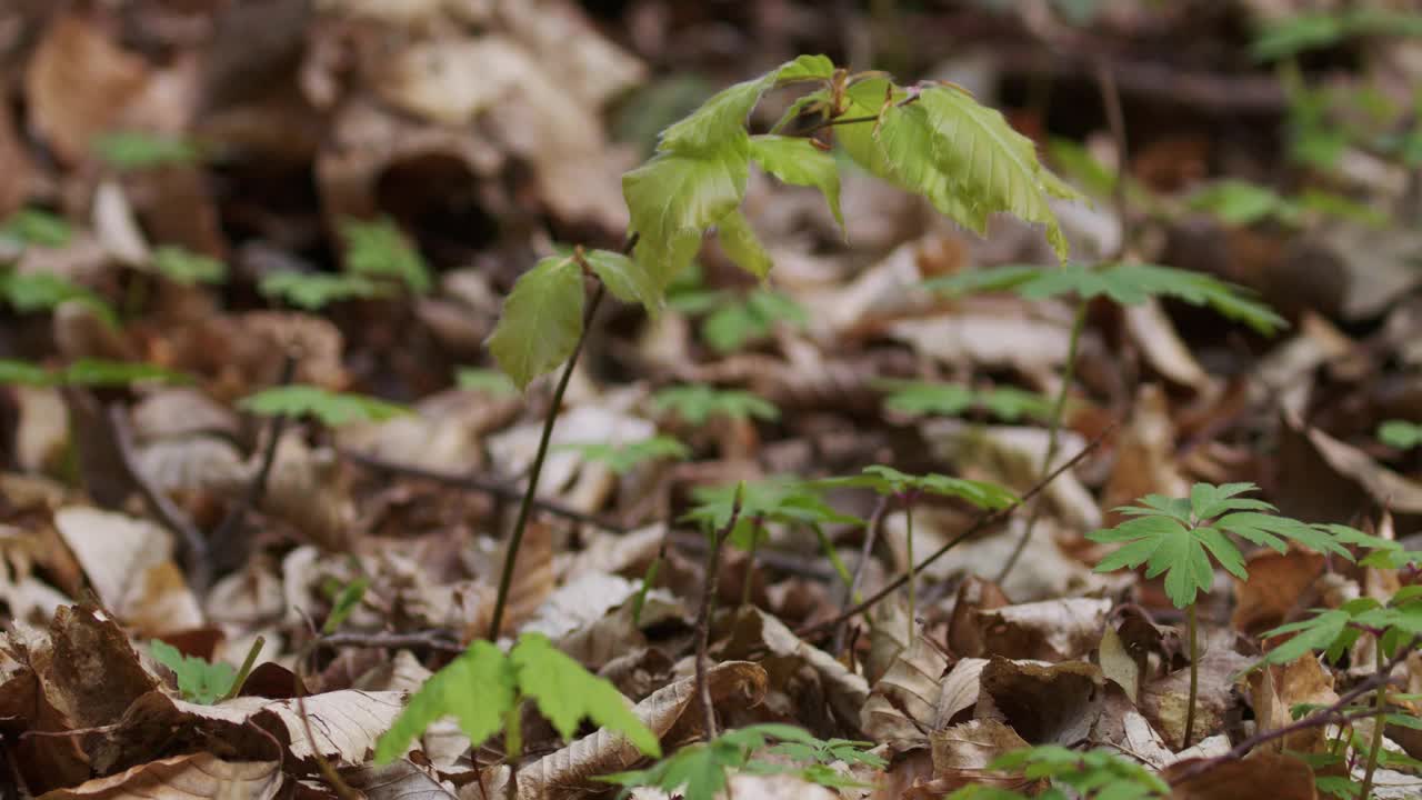 山毛榉，欧洲山毛榉或普通山毛榉在森林地面上的树苗视频素材