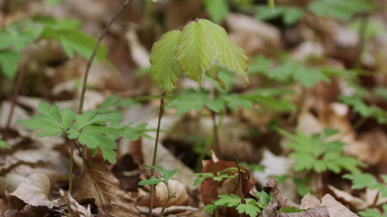 山毛榉，欧洲山毛榉或普通山毛榉在森林地面上的树苗视频素材