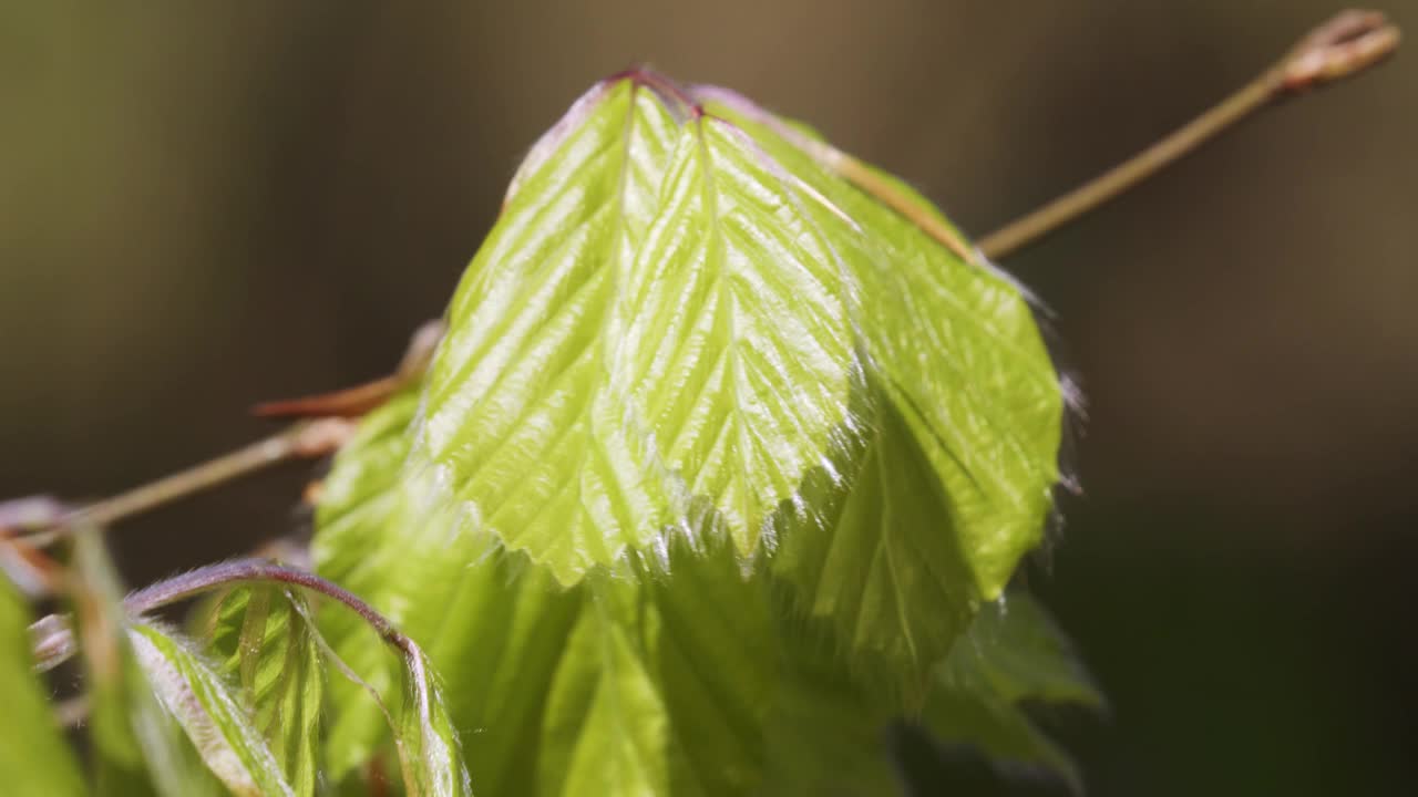 山毛榉欧洲山毛榉或普通山毛榉的树苗视频素材