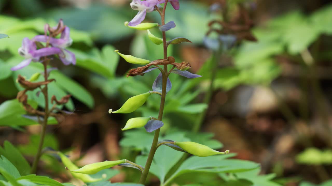 烟叶属的花和果实视频素材