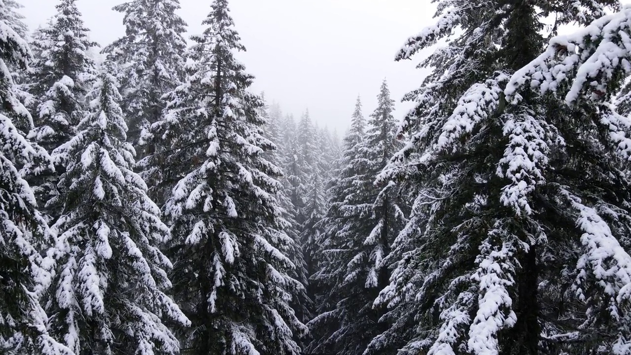 飞越俄勒冈州冰雪覆盖的森林视频素材