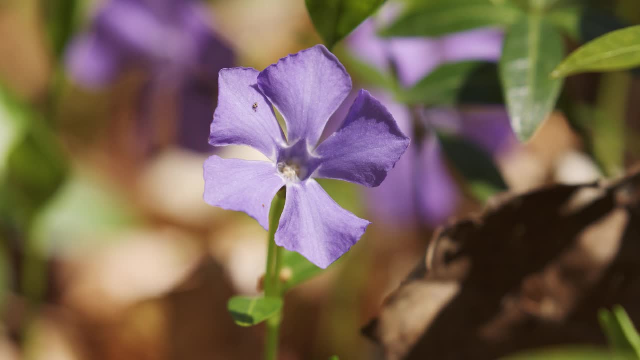 森林里盛开着长春花视频素材