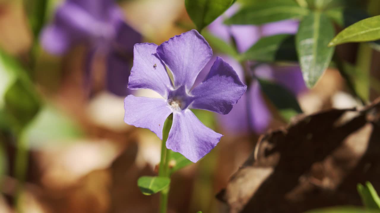 森林里盛开着长春花视频素材