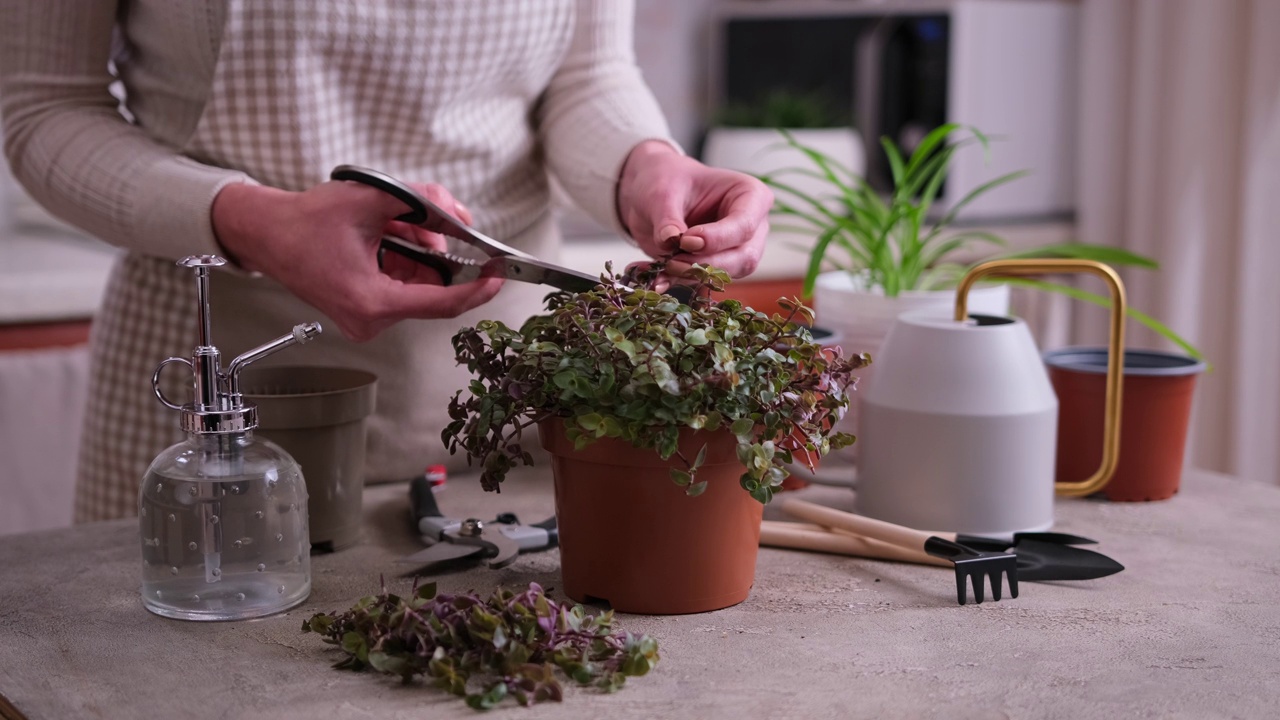 家庭园艺——照顾卡利西亚的妇女在家里的花盆里重新种植植物视频素材