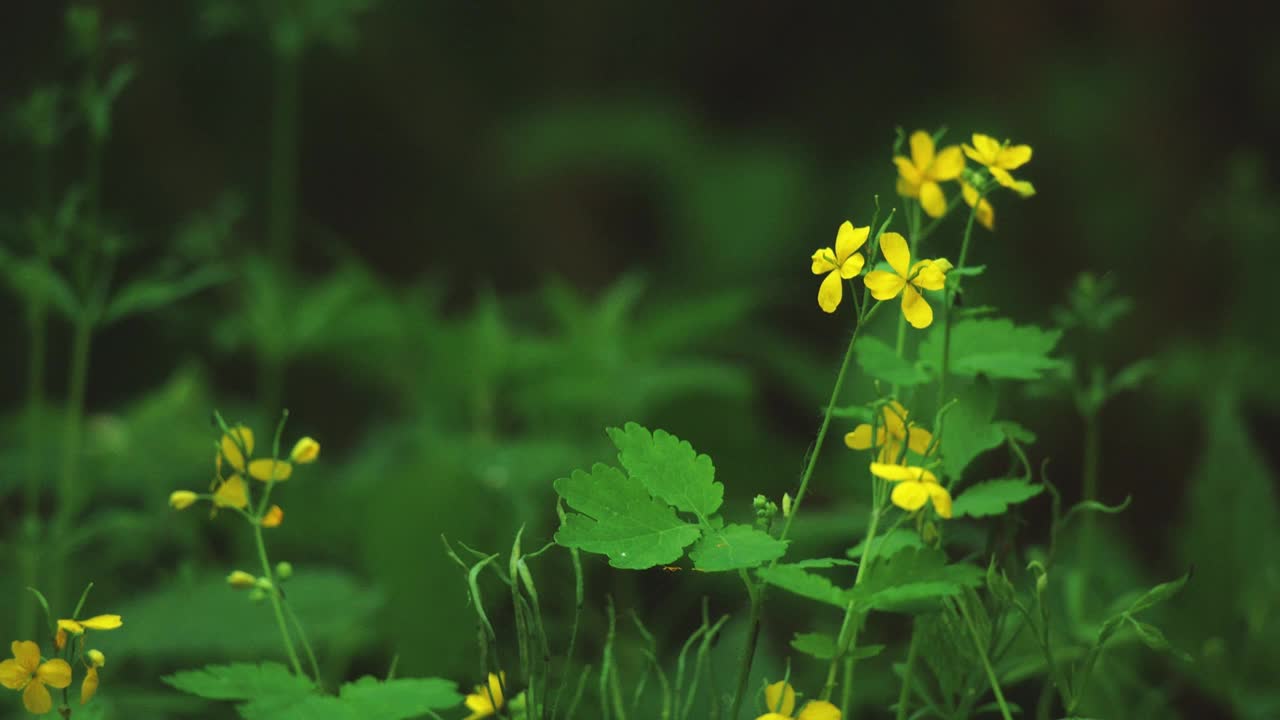 白屈菜，俗称大白屈菜视频素材