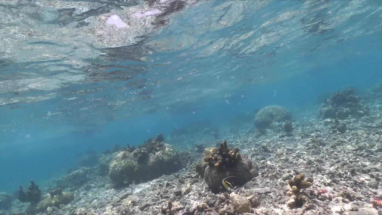 在热带海域浮潜视频素材