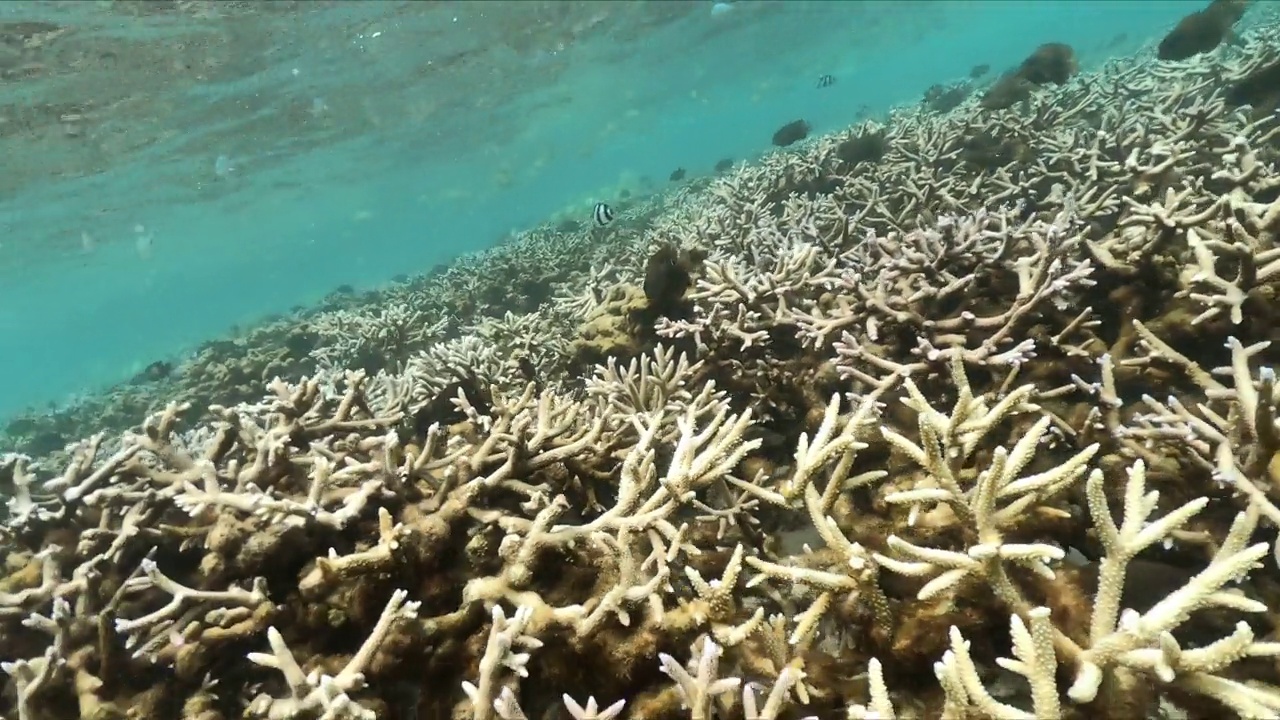 在热带海域浮潜视频素材