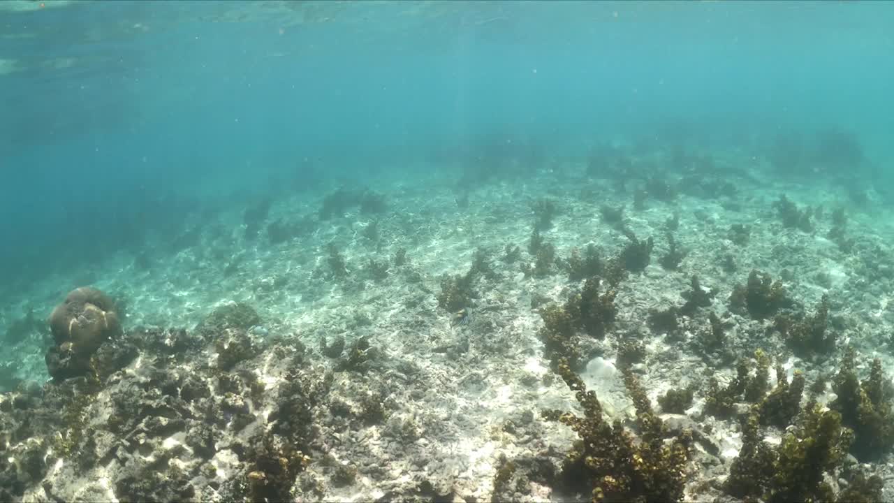 在热带海域浮潜视频素材