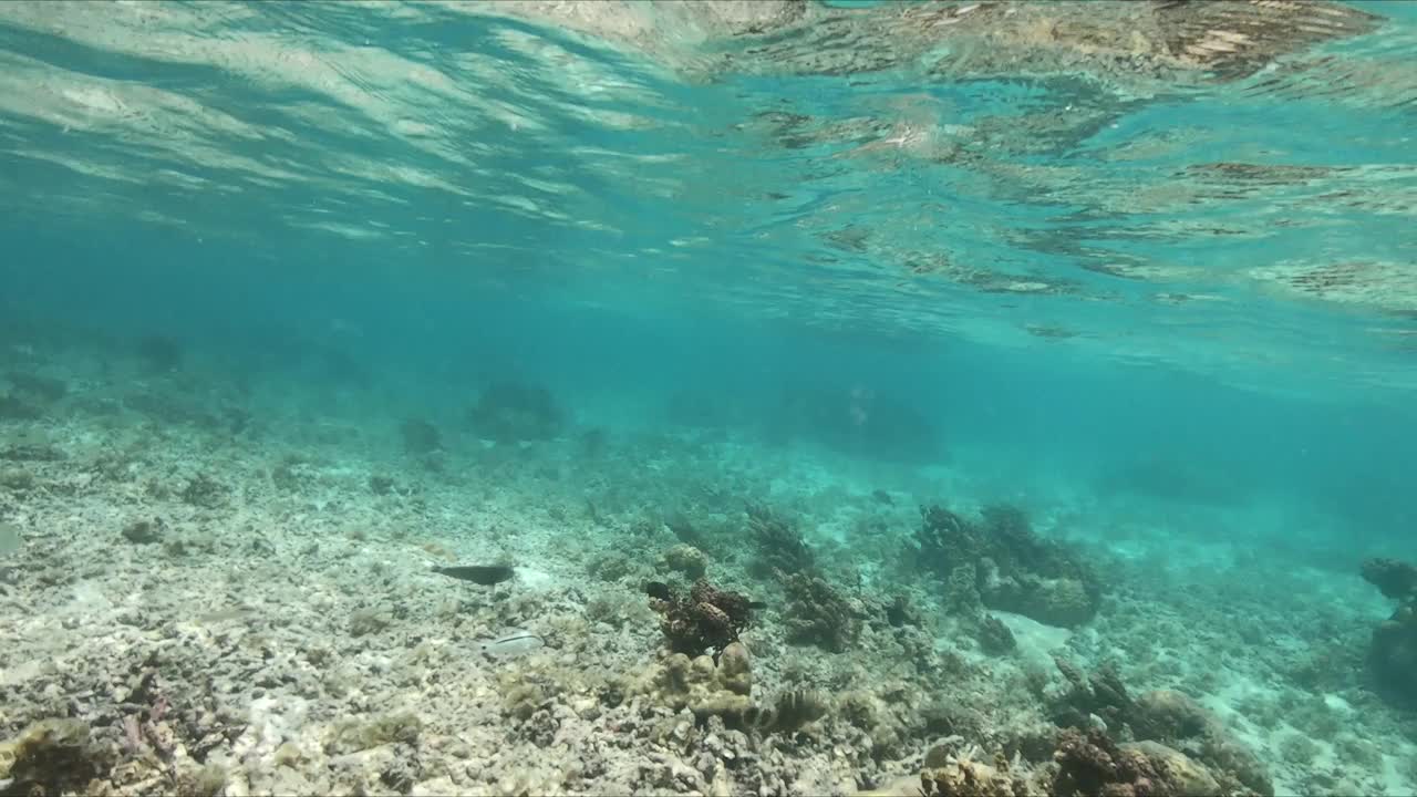 在热带海域浮潜视频素材