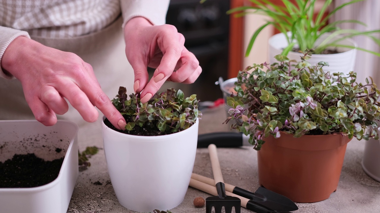 家庭园艺——妇女在家里的花盆里种植卡利西亚视频素材