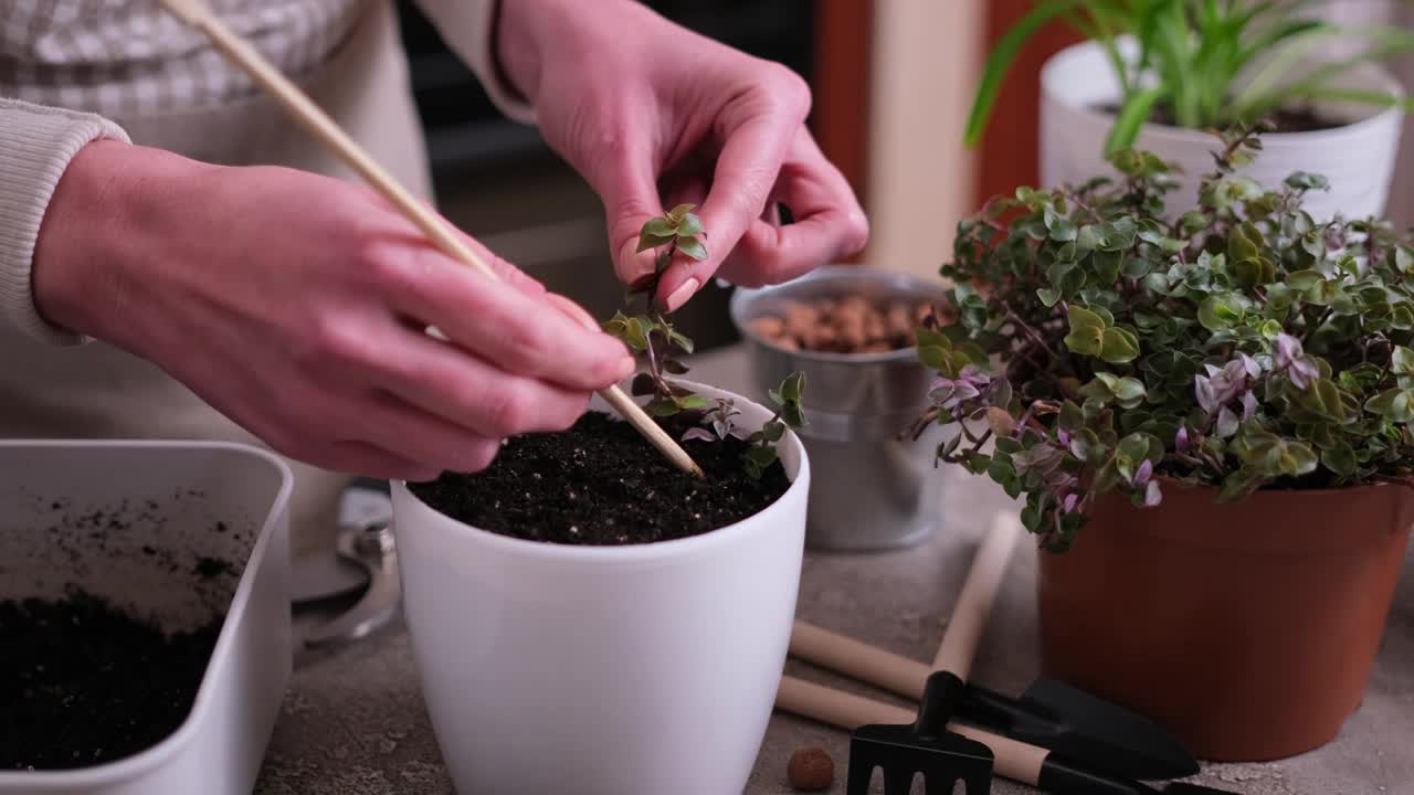 家庭园艺——妇女在家里的花盆里种植卡利西亚视频素材