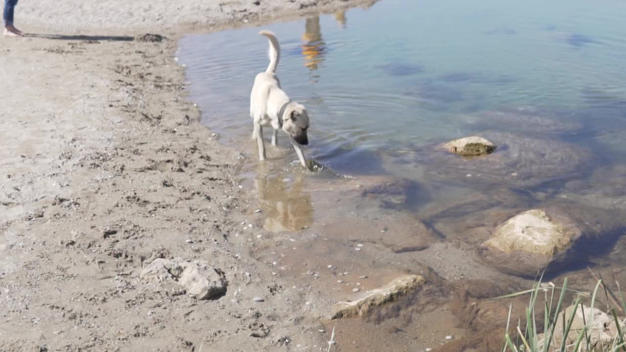 一只大白狗在夏天喝河里的水视频素材