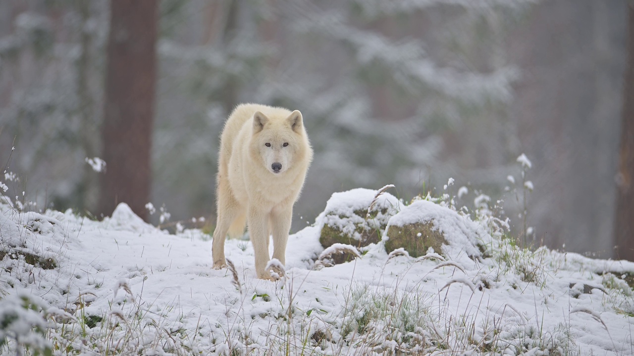 北极狼，极地狼(Canis lupus arctos)，在冬天视频素材