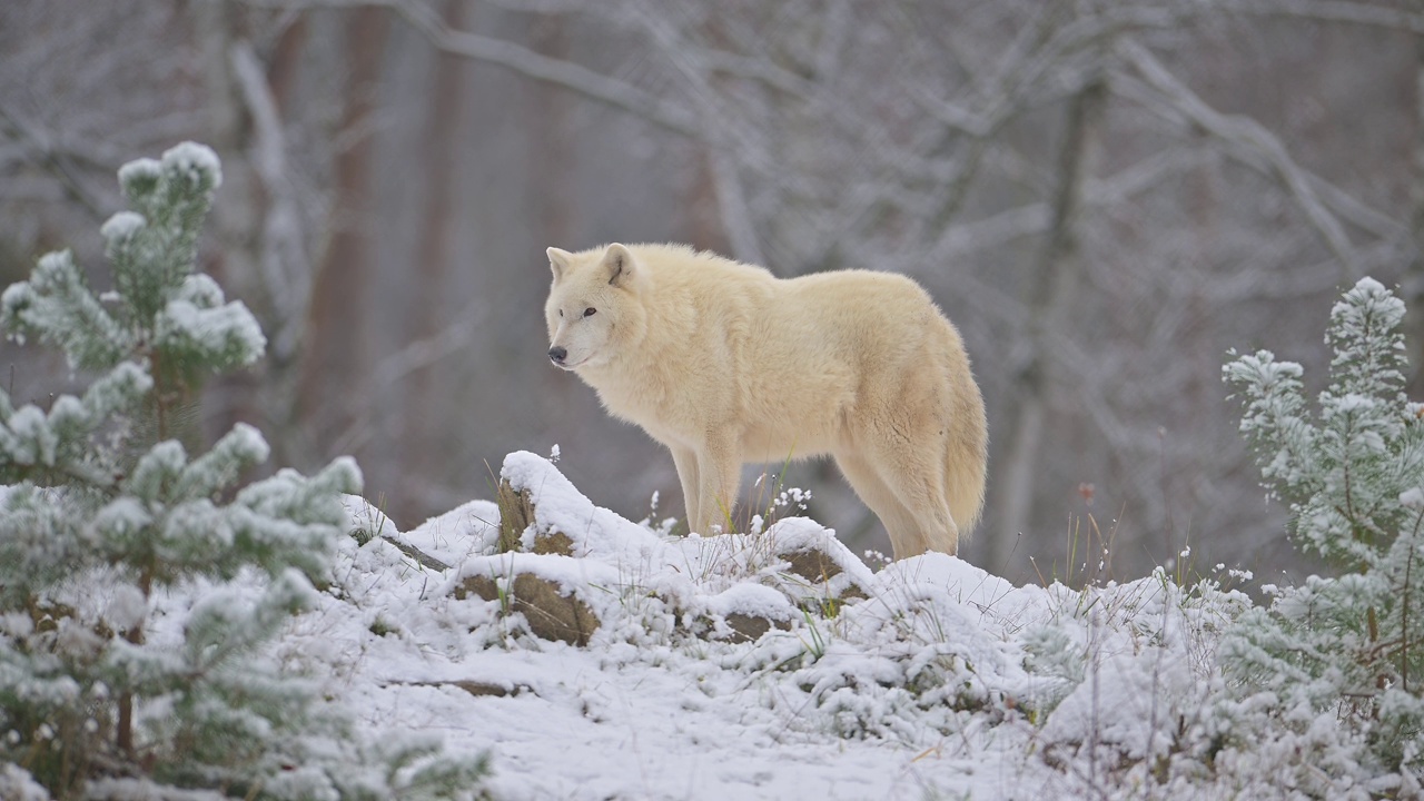 北极狼，极地狼(Canis lupus arctos)，在冬天视频素材