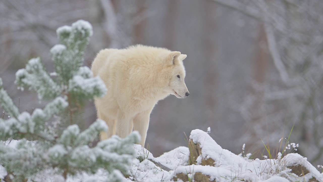 北极狼，极地狼(Canis lupus arctos)，在冬天视频素材