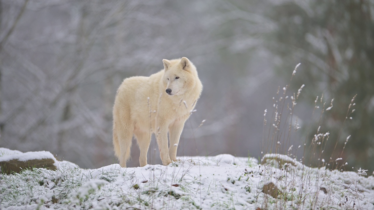 北极狼，极地狼(Canis lupus arctos)，在冬天视频素材