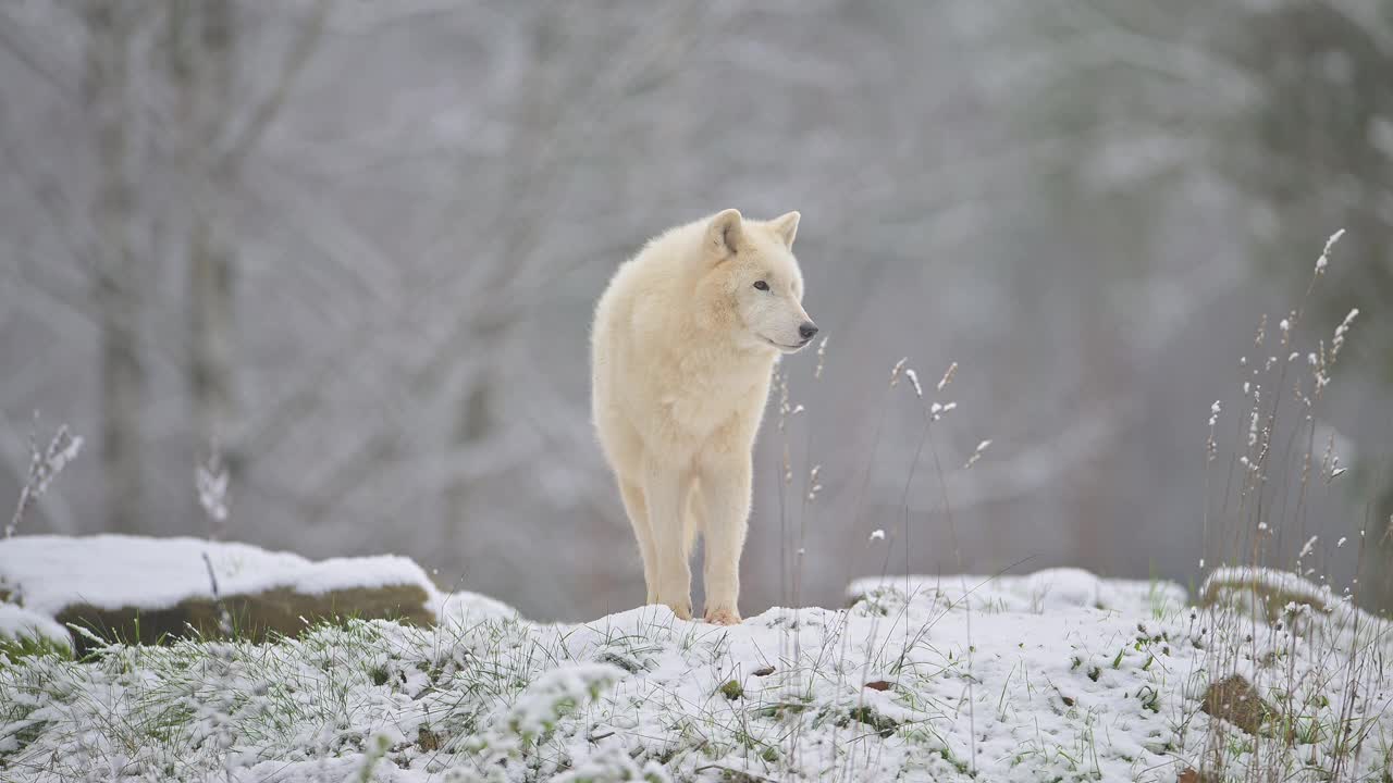 北极狼，极地狼(Canis lupus arctos)，在冬天视频素材