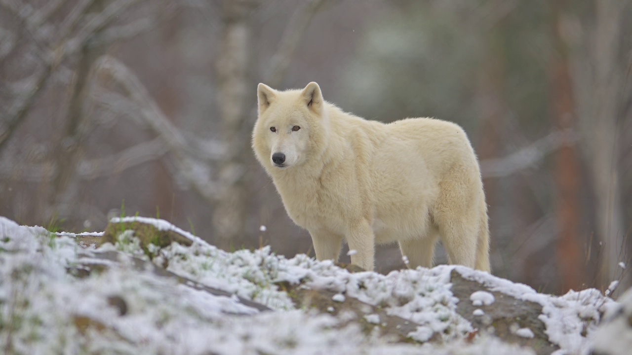 北极狼，极地狼(Canis lupus arctos)，在冬天视频素材