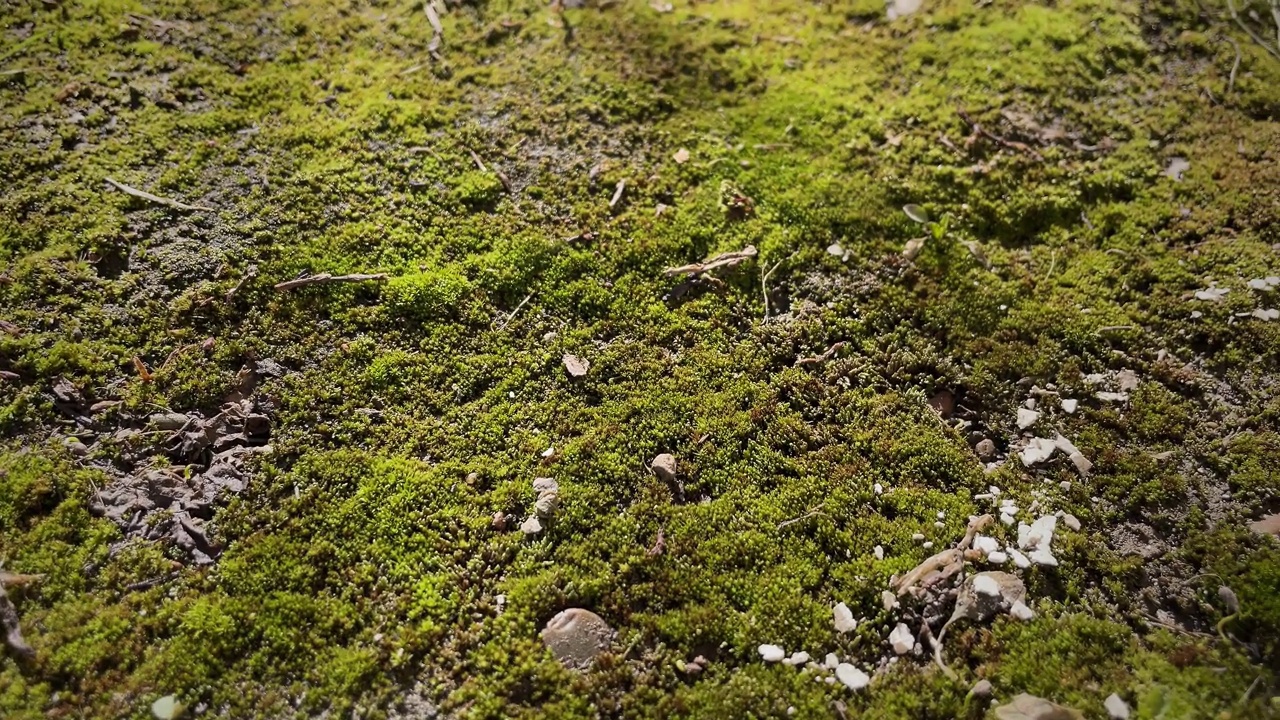 和平地衣森林和绿色苔藓。地上长满苔藓的地毯。阳光明媚的一天。雨林国家公园弗洛拉苔藓。树上的绿色苔藓。荒野瀑布国家公园，4k慢镜头。视频素材